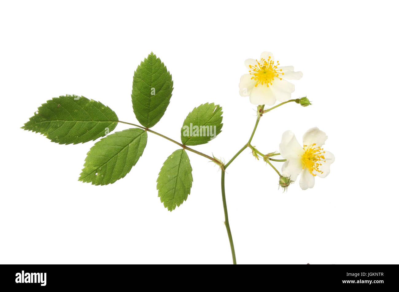 Le champ Blanc Rose fleurs et feuillage isolés contre white Banque D'Images