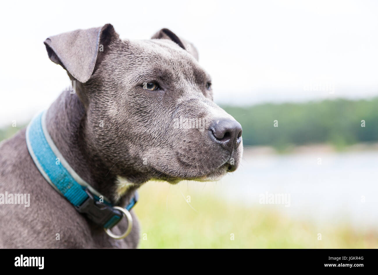 Un jeune pitbull à collier bleu portrait Banque D'Images