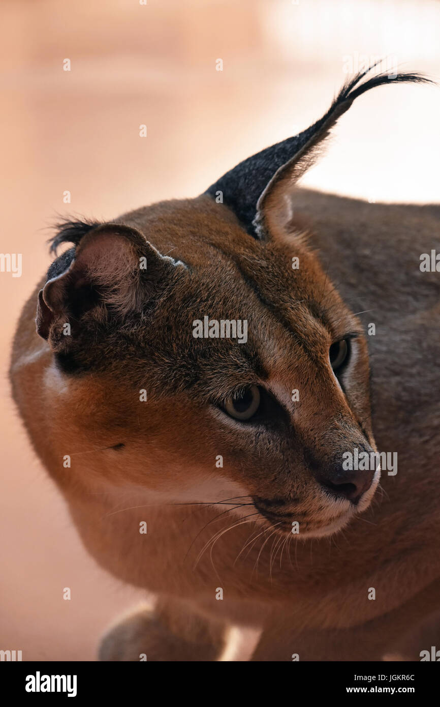 Close up portrait portrait de l'un caracal, petit chat sauvage africain connu pour noir de longues oreilles, à l'écart, high angle view Banque D'Images
