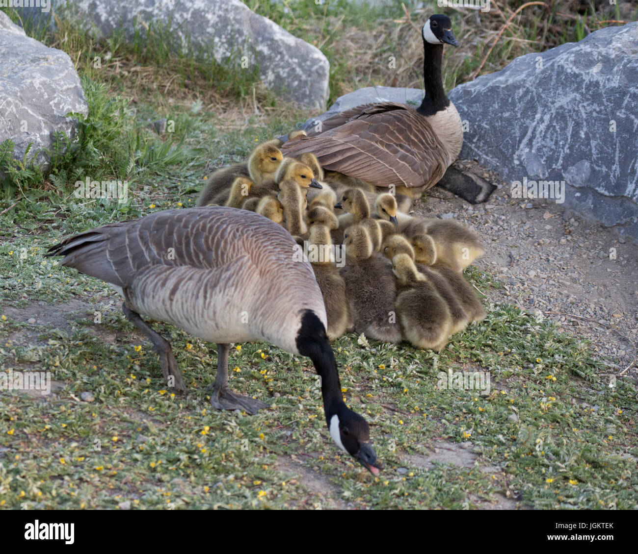 Bernache du Canada, une en posture défensive, garant la crèche de gossings dormants (Branta canadensis) Banque D'Images