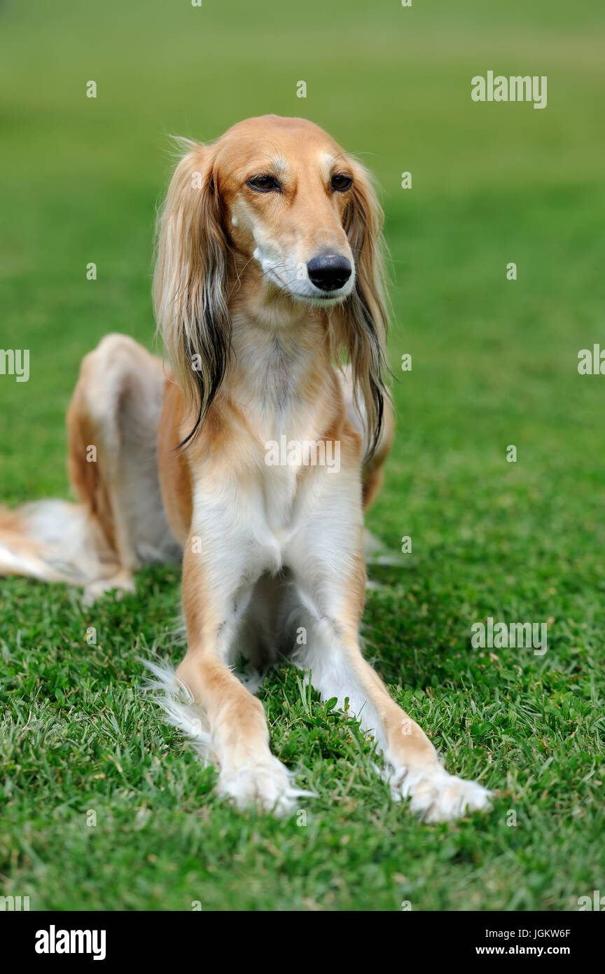 Fermer brown Barzoï chien dans l'herbe d'été vert Banque D'Images
