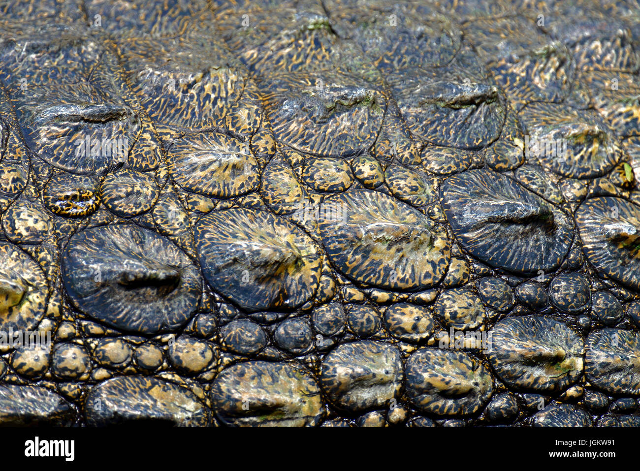 La texture de la peau de crocodile. Tourné en Afrique du Sud Banque D'Images