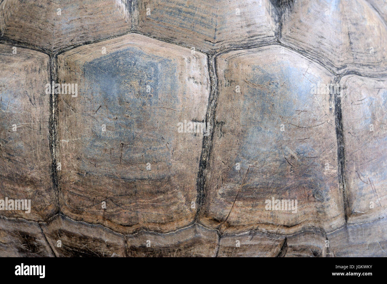Close up turtle shell détail de texture Banque D'Images