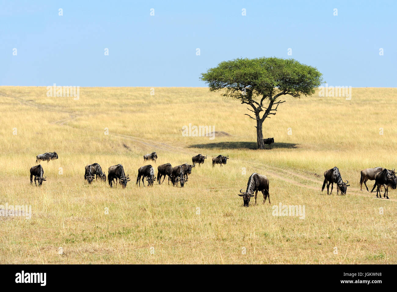 Les gnous dans la savane, le parc national du Kenya, Afrique Banque D'Images