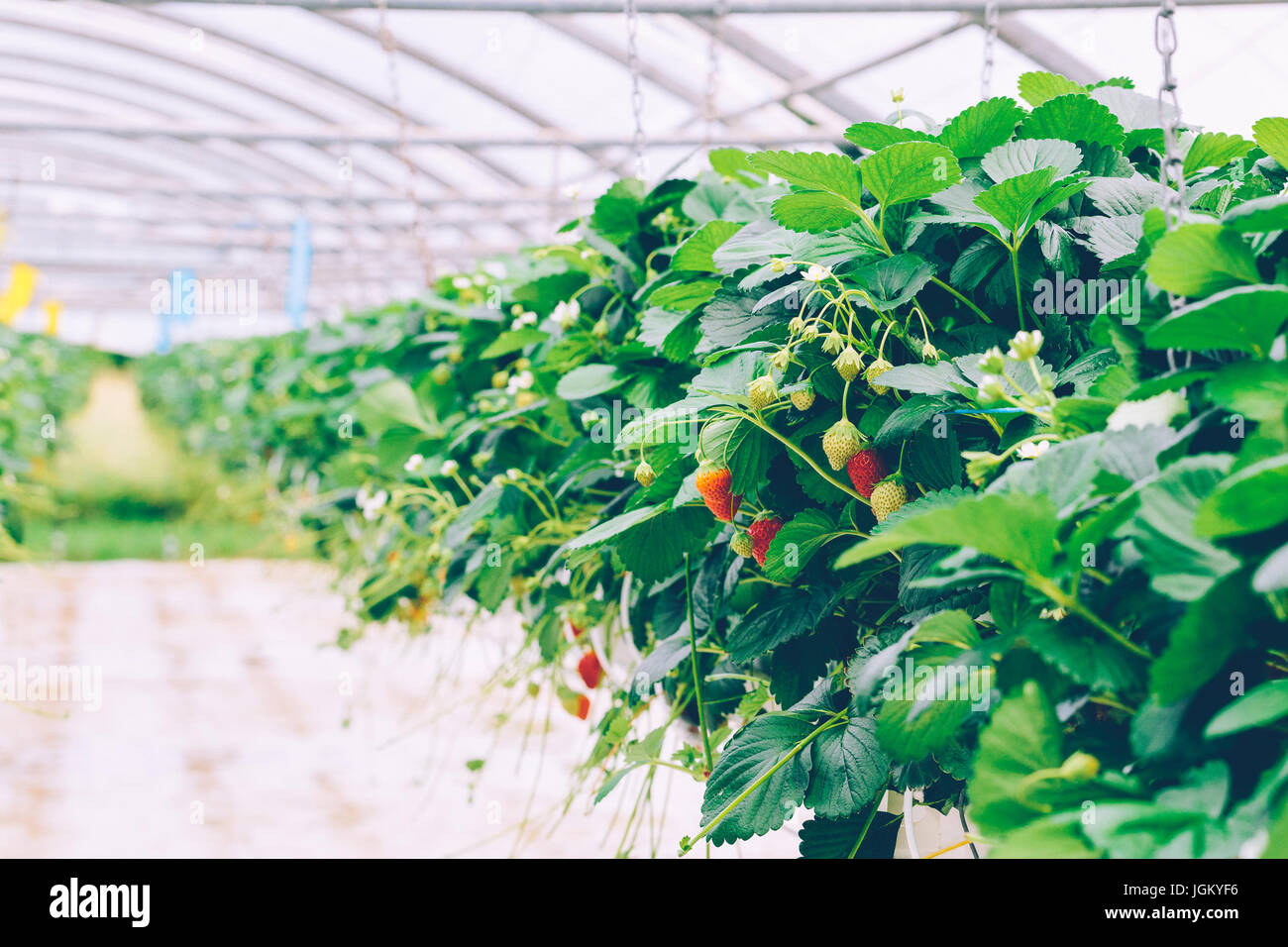 La culture de fraises hors-sol de serre Banque D'Images