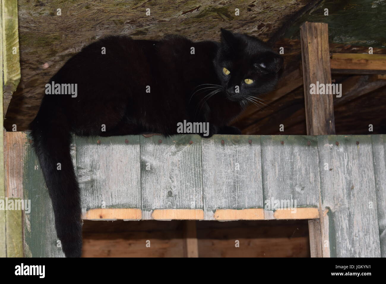 Chat dans un hangar Banque D'Images