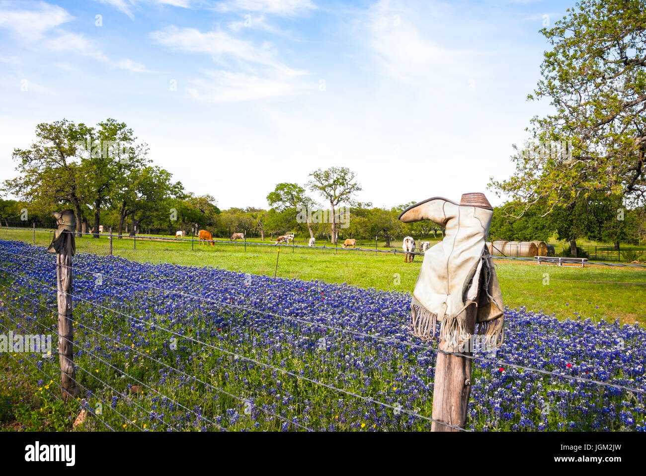 Bottes cassées sur les poteaux de clôture sur Texas Hill Country Ranch avec Bluebonnets et Longhorn Cattle Banque D'Images