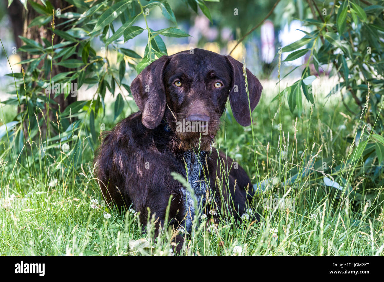 Portrait de chien de race tchèque Cesky Fousek couché sur l'herbe sous l'arbre, République tchèque chien de jardin d'été regardant la caméra Banque D'Images