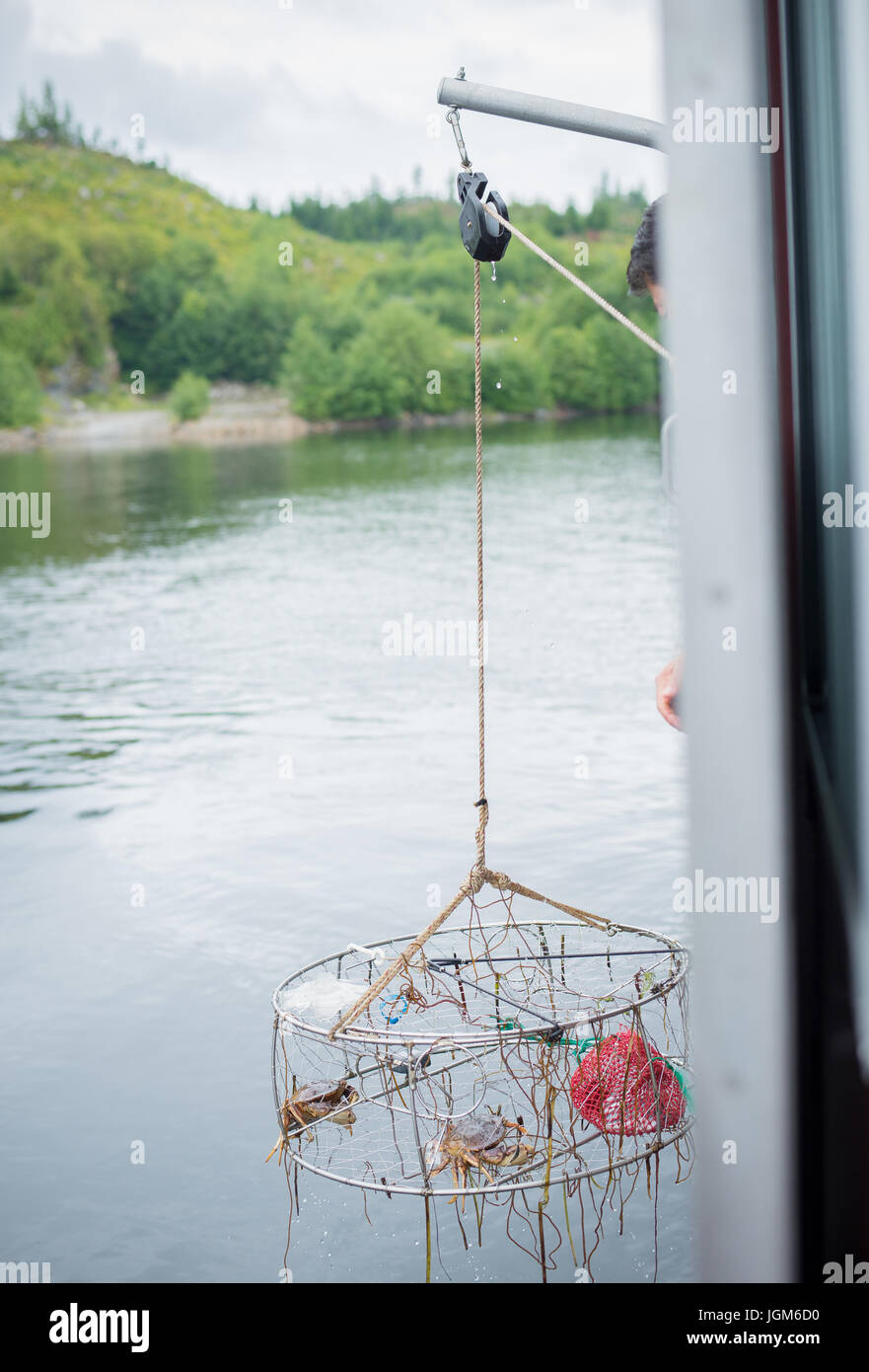 Crabes piéger sur un bateau en train d'être tiré pour voir le transport Banque D'Images