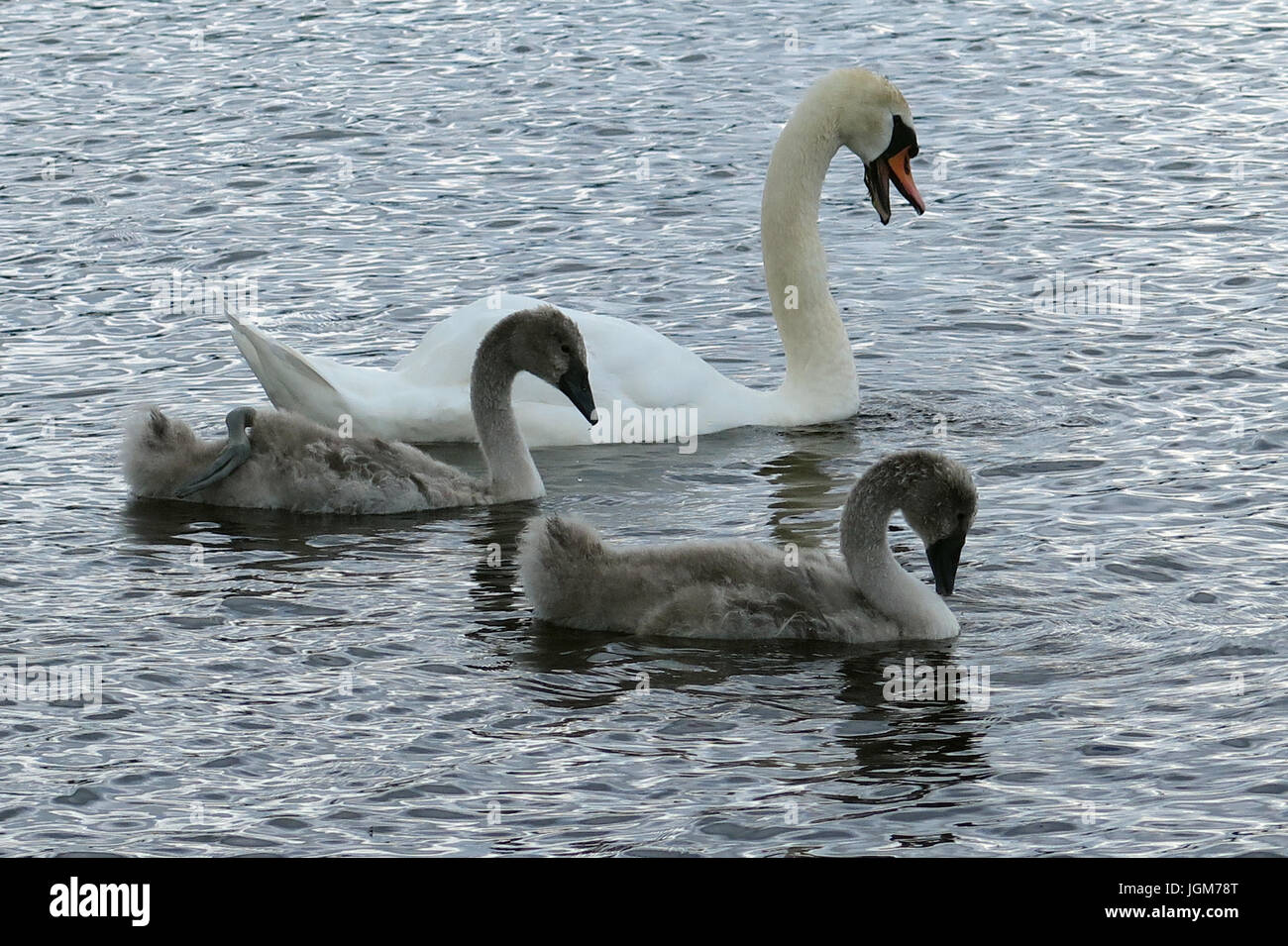 Les cygnes, faune, oiseaux de l'eau Banque D'Images Les cygnes, faune, oiseaux de l'eau Banque D'Images