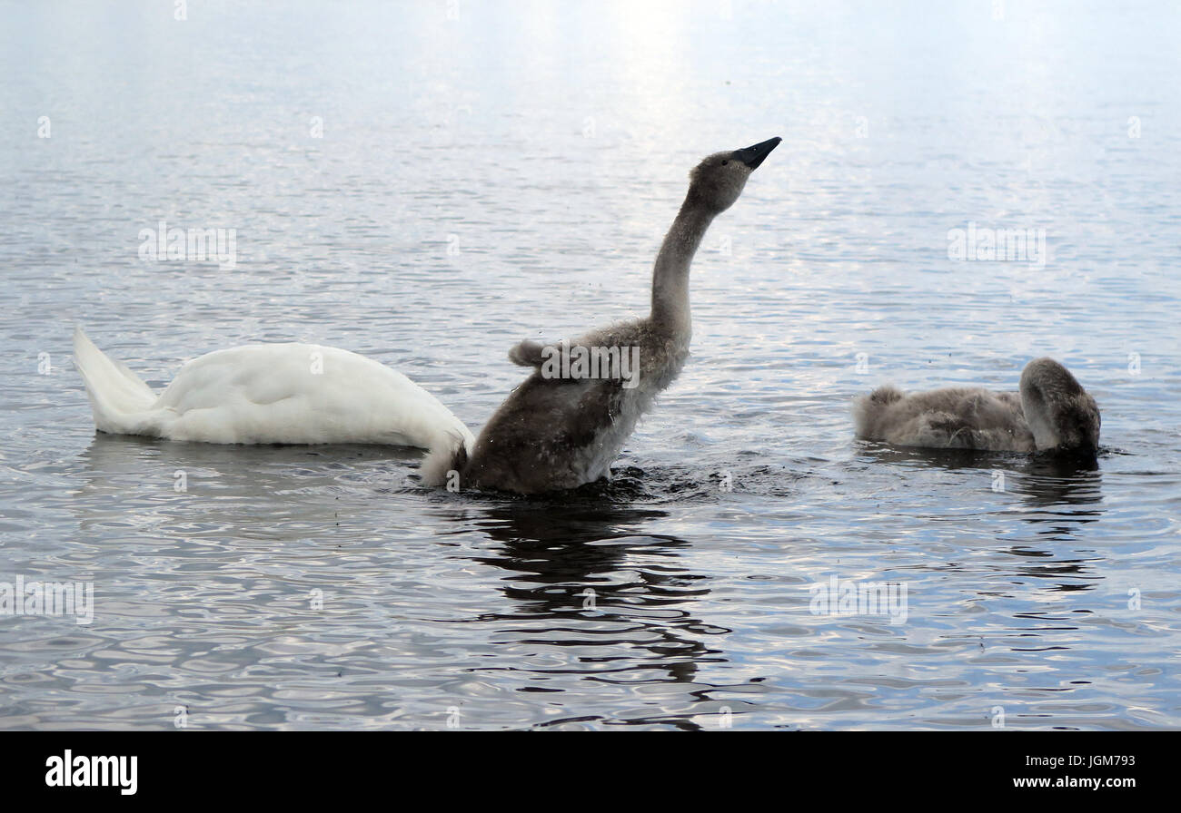 Les cygnes, faune, oiseaux de l'eau Banque D'Images Les cygnes, faune, oiseaux de l'eau Banque D'Images