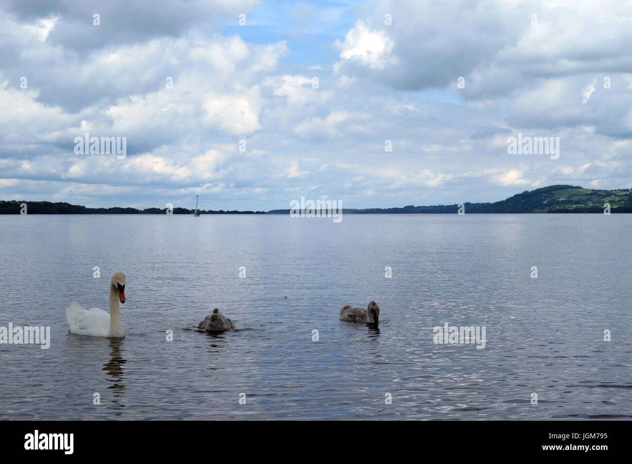 Les cygnes, faune, oiseaux de l'eau Banque D'Images Les cygnes, faune, oiseaux de l'eau Banque D'Images