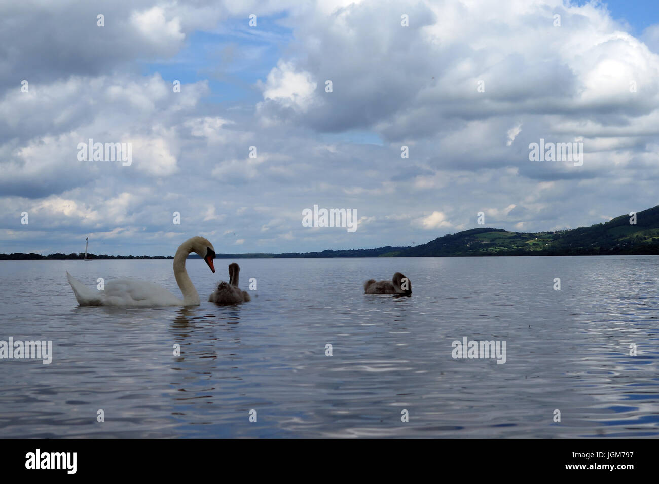 Les cygnes, faune, oiseaux de l'eau Banque D'Images Les cygnes, faune, oiseaux de l'eau Banque D'Images