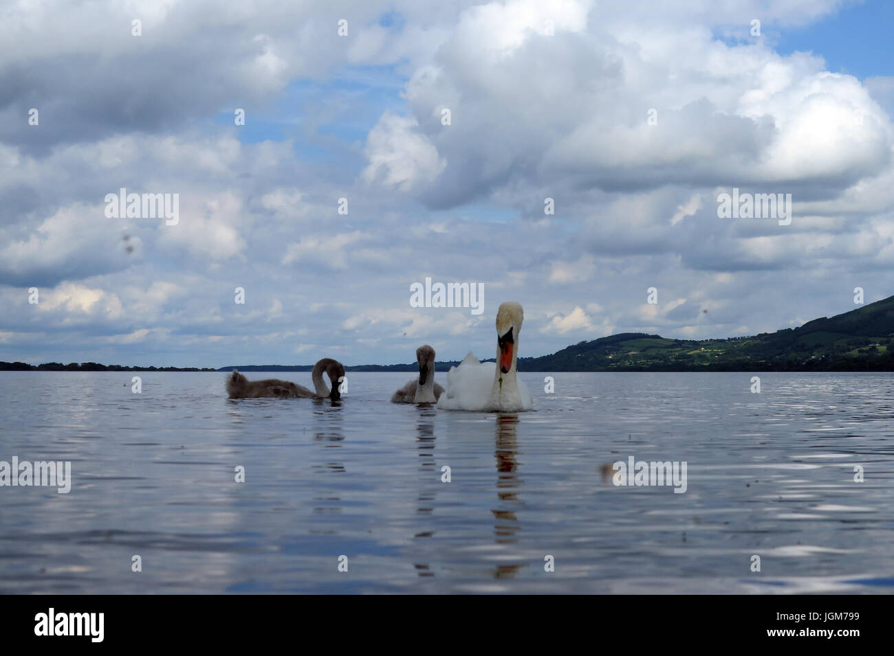 Les cygnes, faune, oiseaux de l'eau Banque D'Images Les cygnes, faune, oiseaux de l'eau Banque D'Images