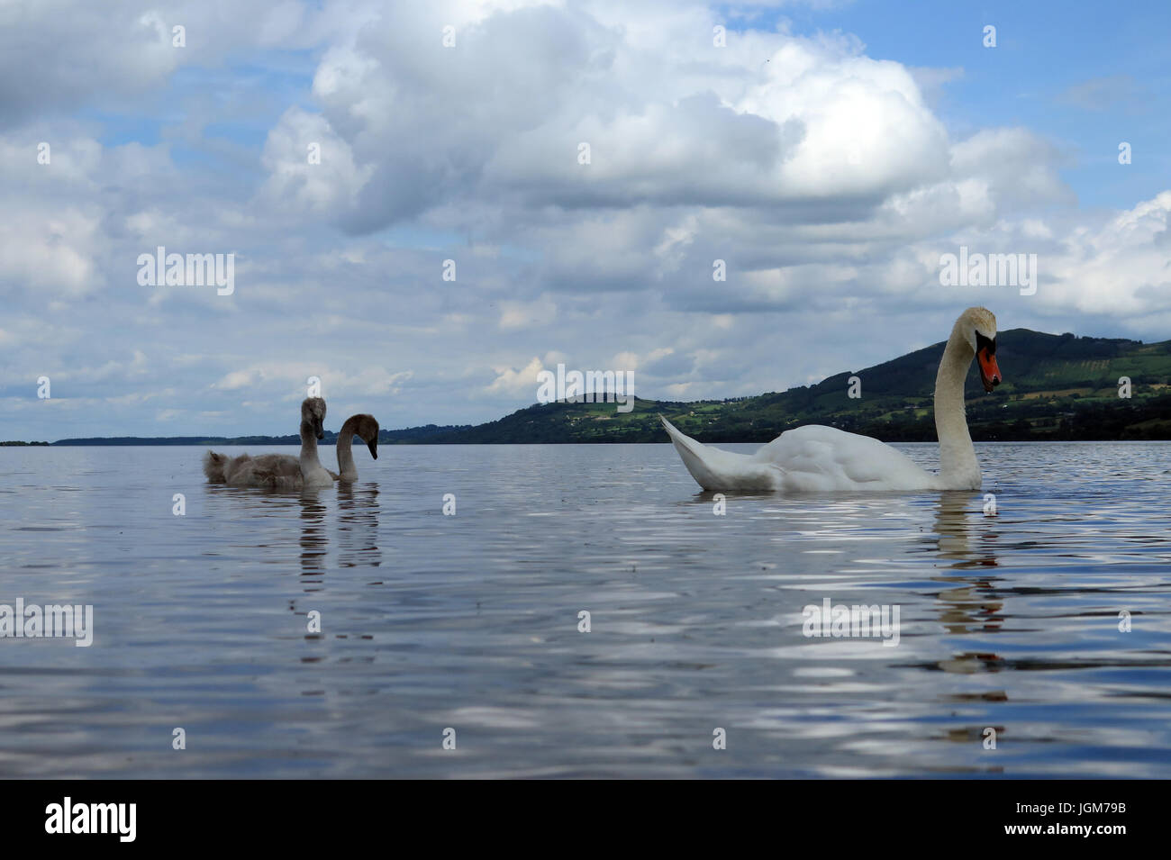Les cygnes, faune, oiseaux de l'eau Banque D'Images Les cygnes, faune, oiseaux de l'eau Banque D'Images
