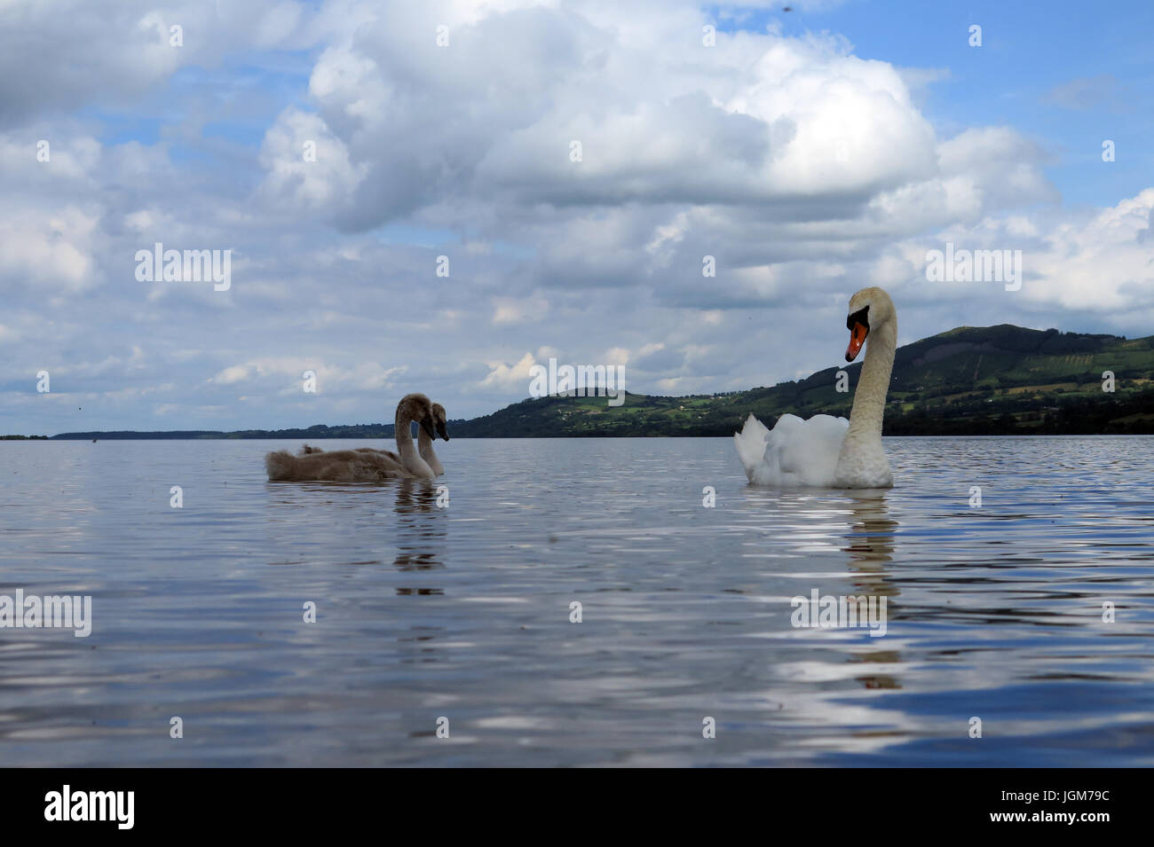 Les cygnes, faune, oiseaux de l'eau Banque D'Images Les cygnes, faune, oiseaux de l'eau Banque D'Images