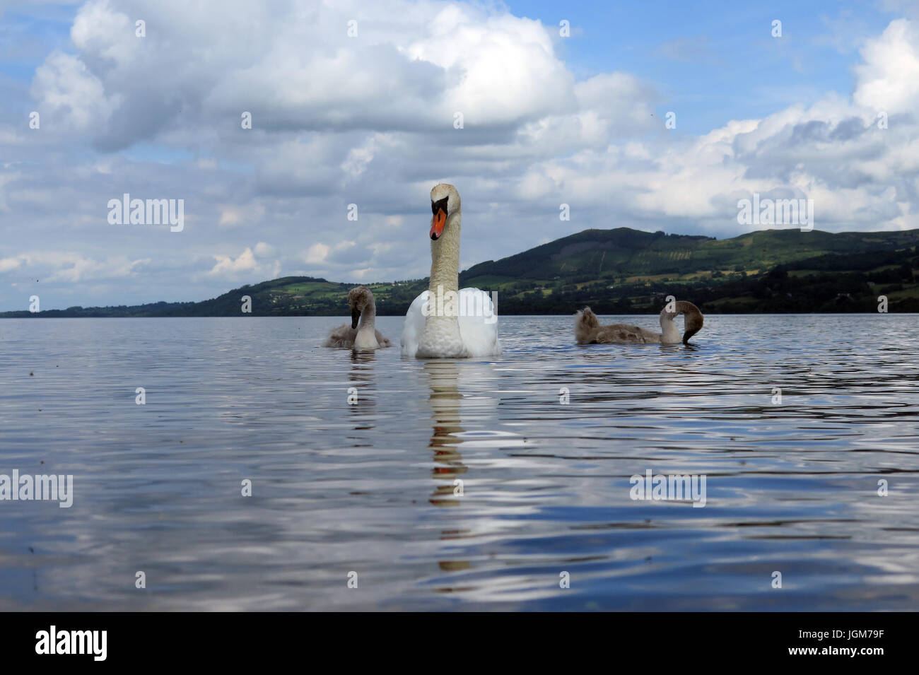 Les cygnes, faune, oiseaux de l'eau Banque D'Images Les cygnes, faune, oiseaux de l'eau Banque D'Images