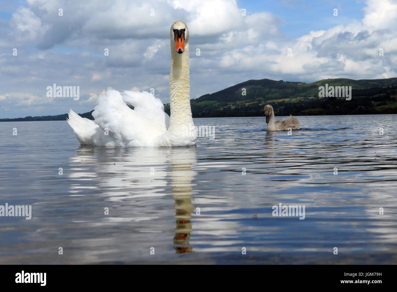 Les cygnes, faune, oiseaux de l'eau Banque D'Images Les cygnes, faune, oiseaux de l'eau Banque D'Images