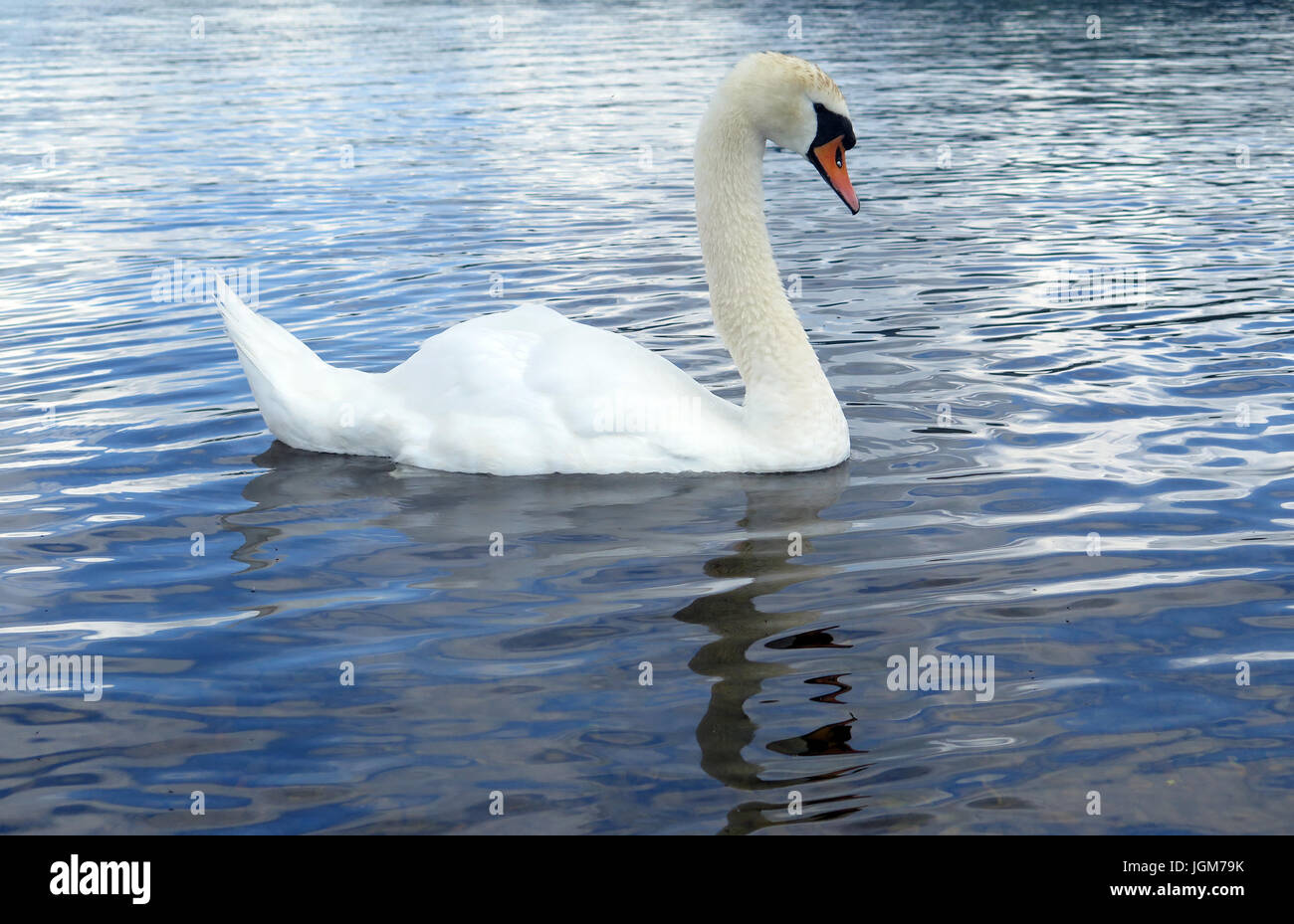 Les cygnes, faune, oiseaux de l'eau Banque D'Images Les cygnes, faune, oiseaux de l'eau Banque D'Images