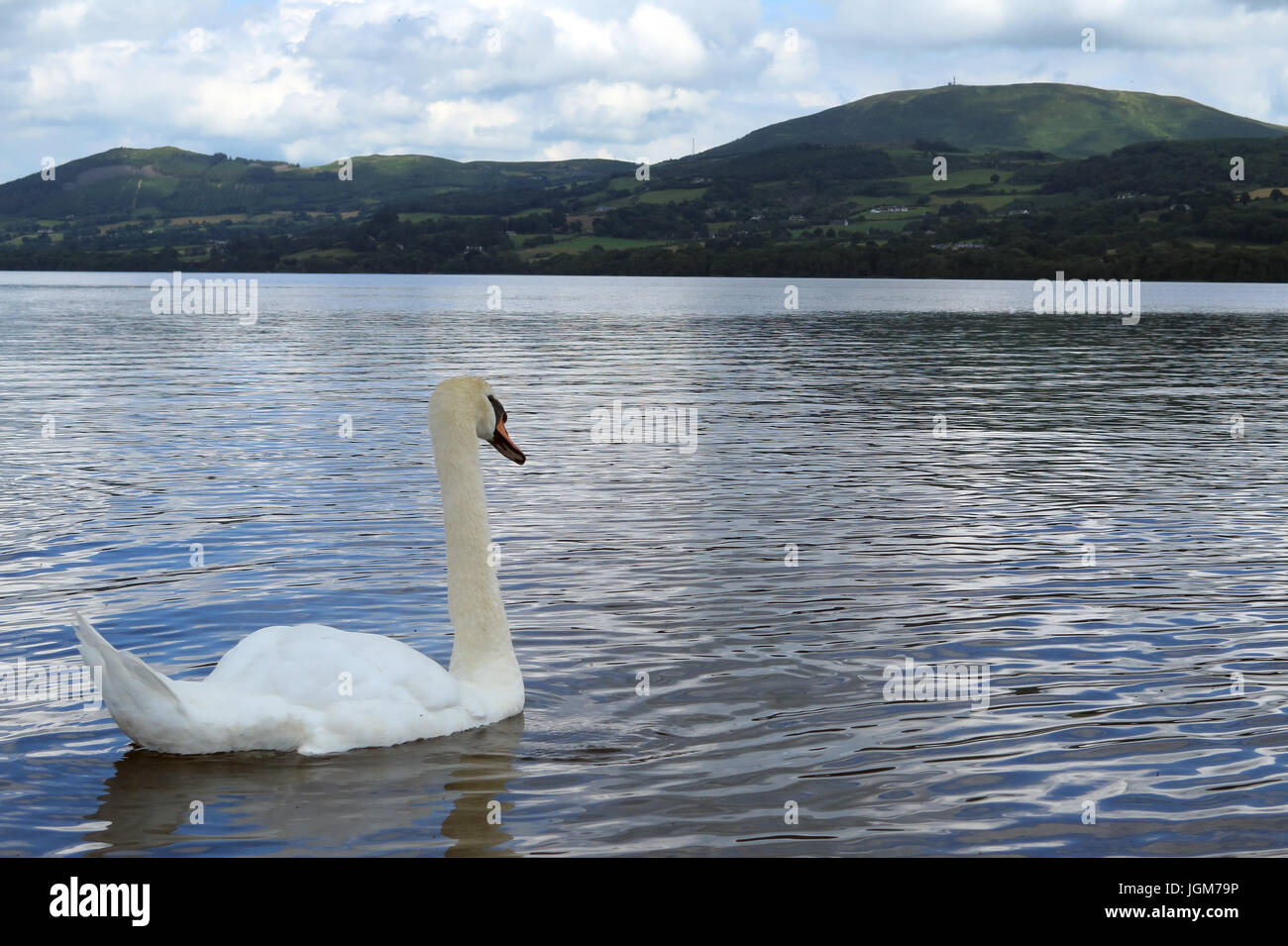 Les cygnes, faune, oiseaux de l'eau Banque D'Images Les cygnes, faune, oiseaux de l'eau Banque D'Images