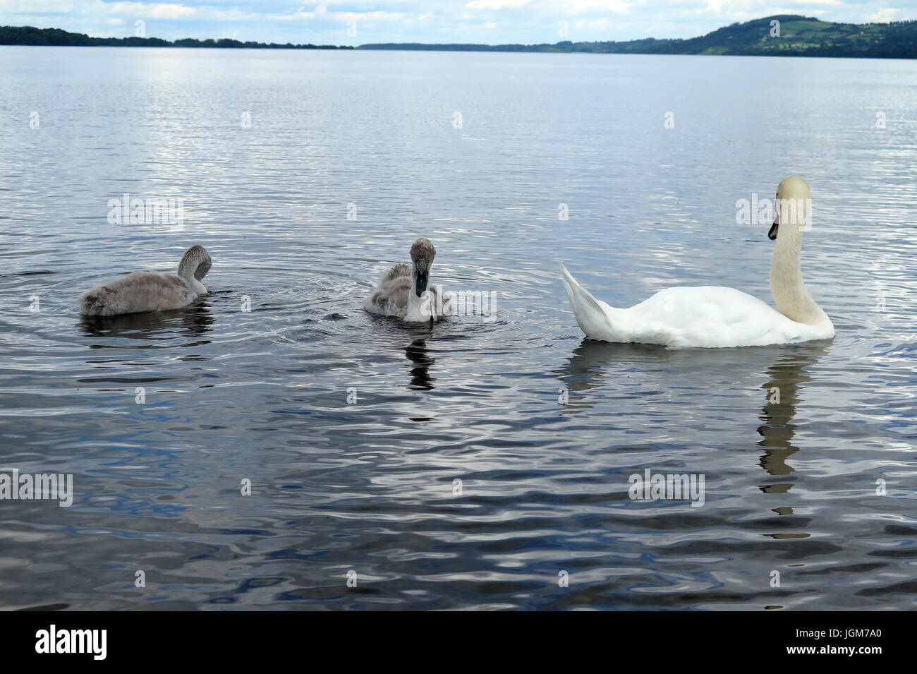 Les cygnes, faune, oiseaux de l'eau Banque D'Images Les cygnes, faune, oiseaux de l'eau Banque D'Images