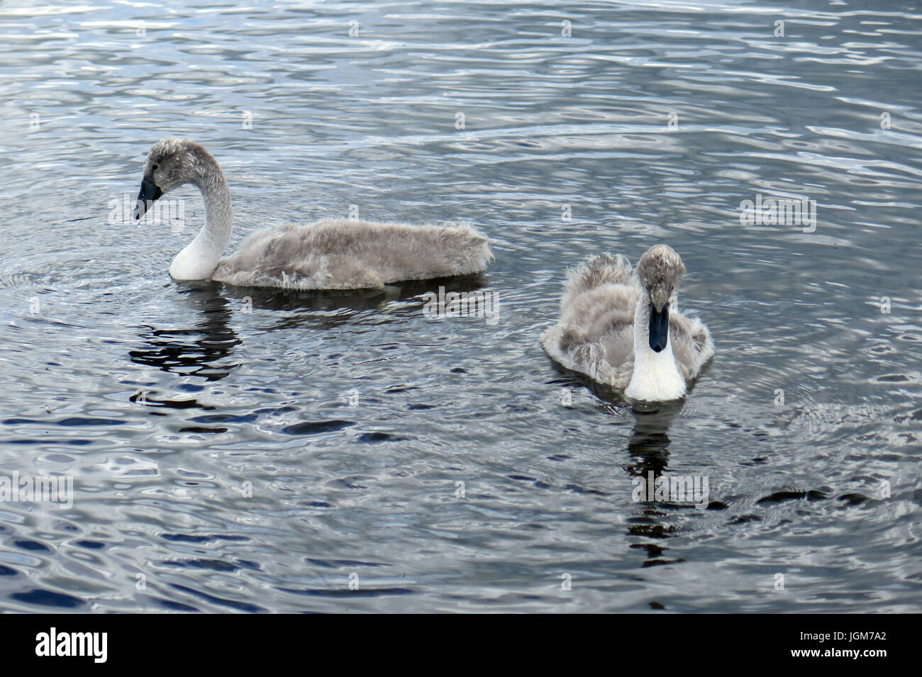 Les cygnes, faune, oiseaux de l'eau Banque D'Images Les cygnes, faune, oiseaux de l'eau Banque D'Images