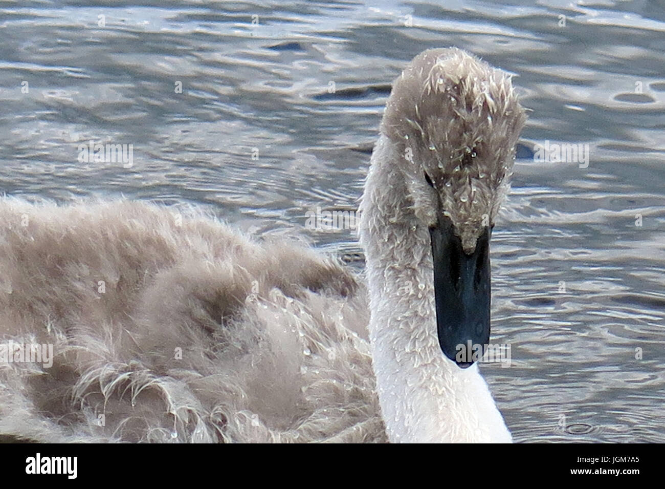 Les cygnes, faune, oiseaux de l'eau Banque D'Images Les cygnes, faune, oiseaux de l'eau Banque D'Images