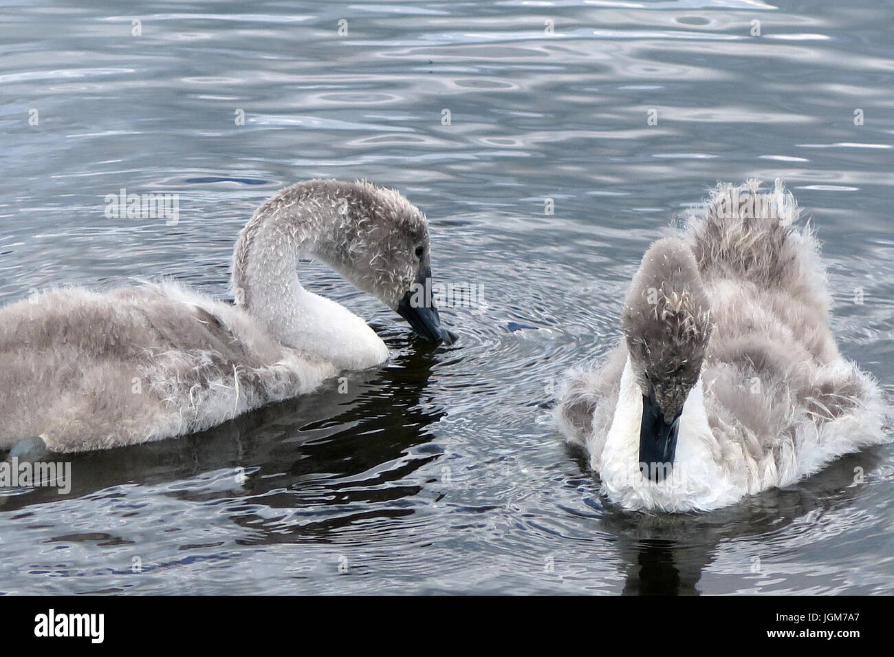 Les cygnes, faune, oiseaux de l'eau Banque D'Images Les cygnes, faune, oiseaux de l'eau Banque D'Images