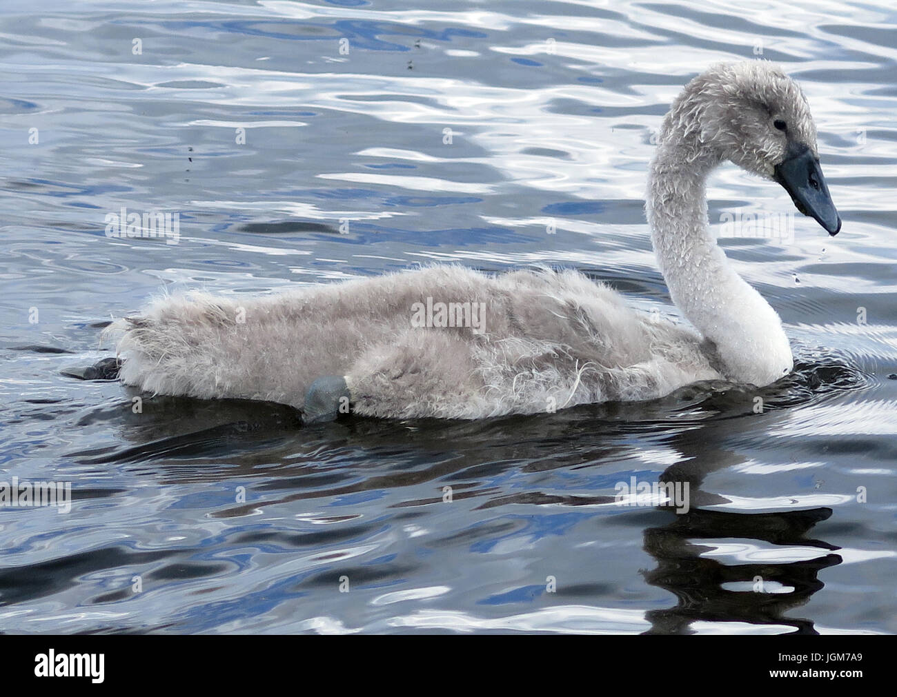 Les cygnes, faune, oiseaux de l'eau Banque D'Images Les cygnes, faune, oiseaux de l'eau Banque D'Images