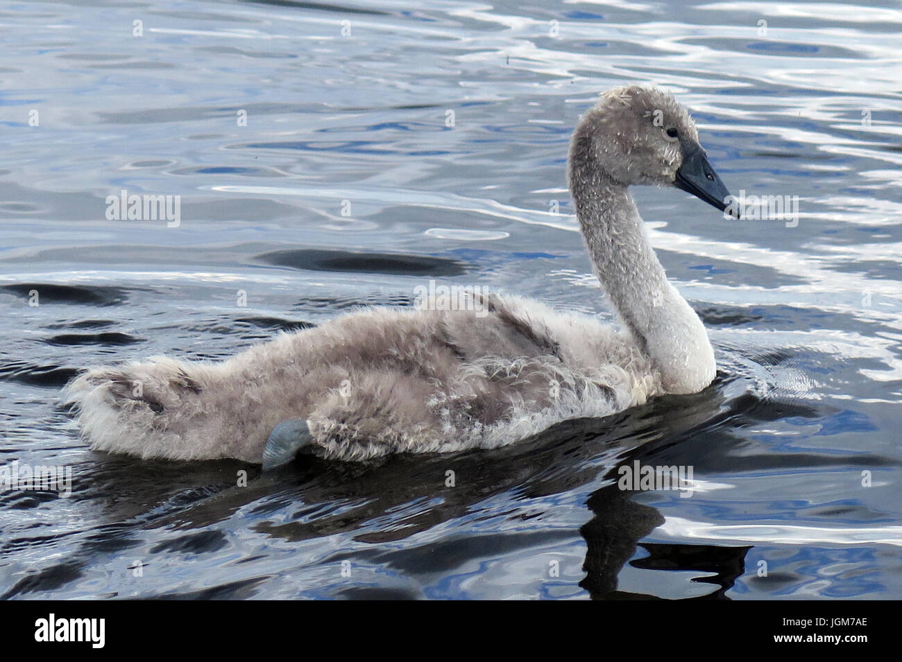 Les cygnes, faune, oiseaux de l'eau Banque D'Images Les cygnes, faune, oiseaux de l'eau Banque D'Images