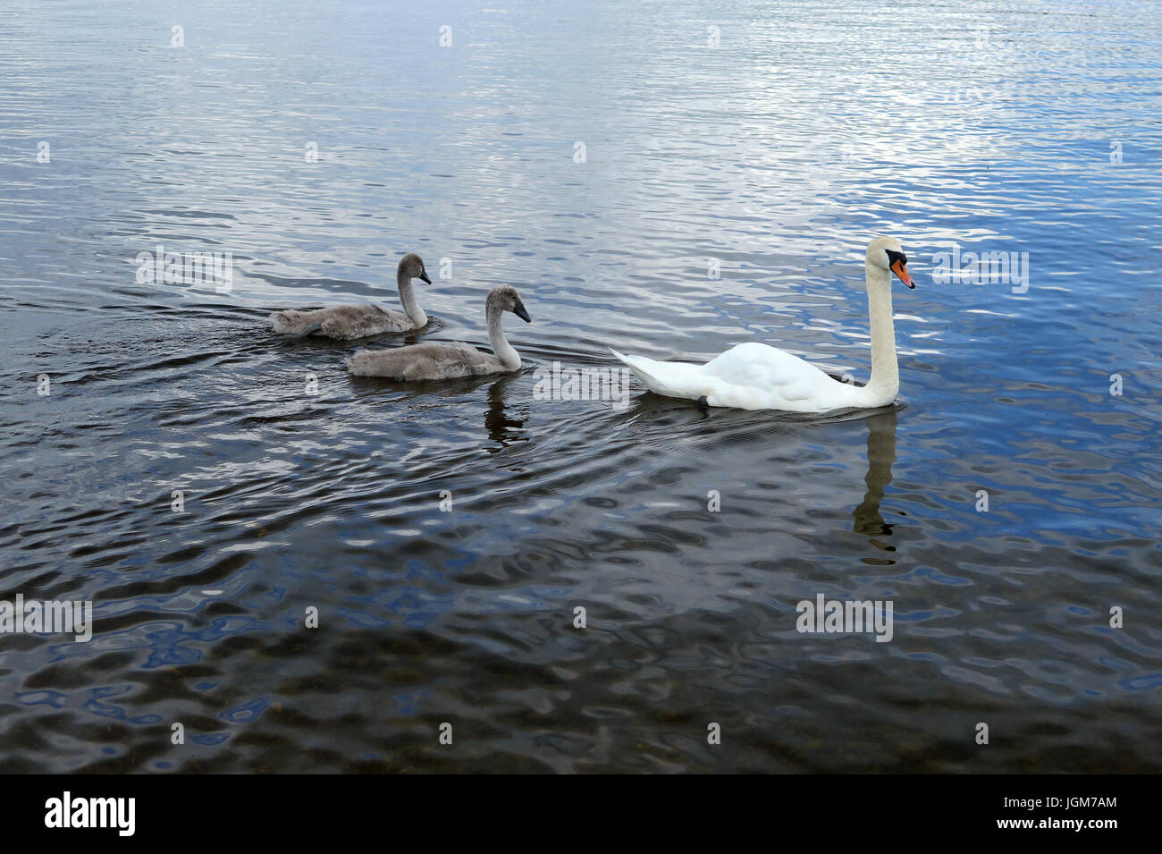 Les cygnes, faune, oiseaux de l'eau Banque D'Images Les cygnes, faune, oiseaux de l'eau Banque D'Images