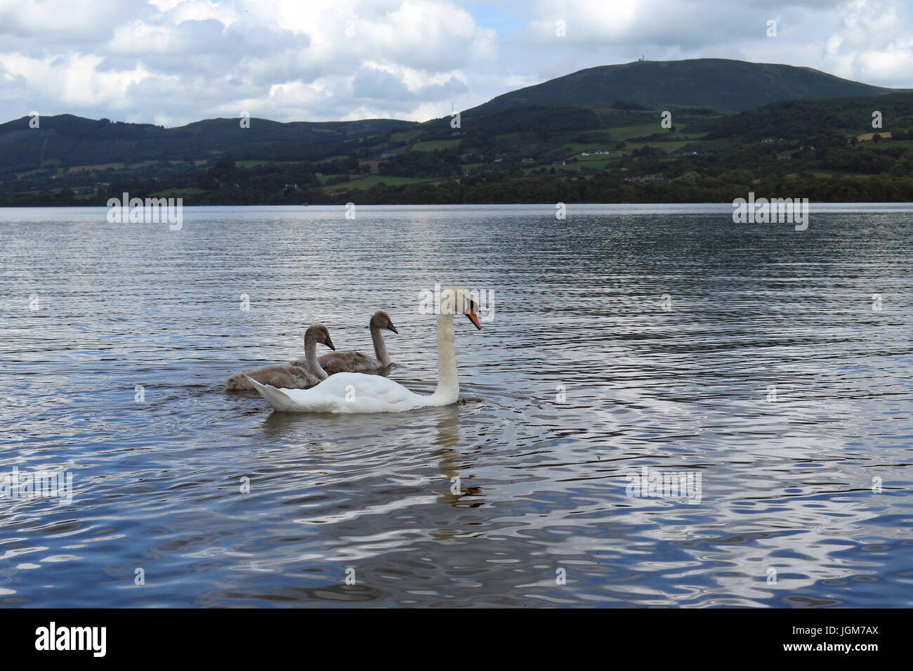 Les cygnes, faune, oiseaux de l'eau Banque D'Images Les cygnes, faune, oiseaux de l'eau Banque D'Images