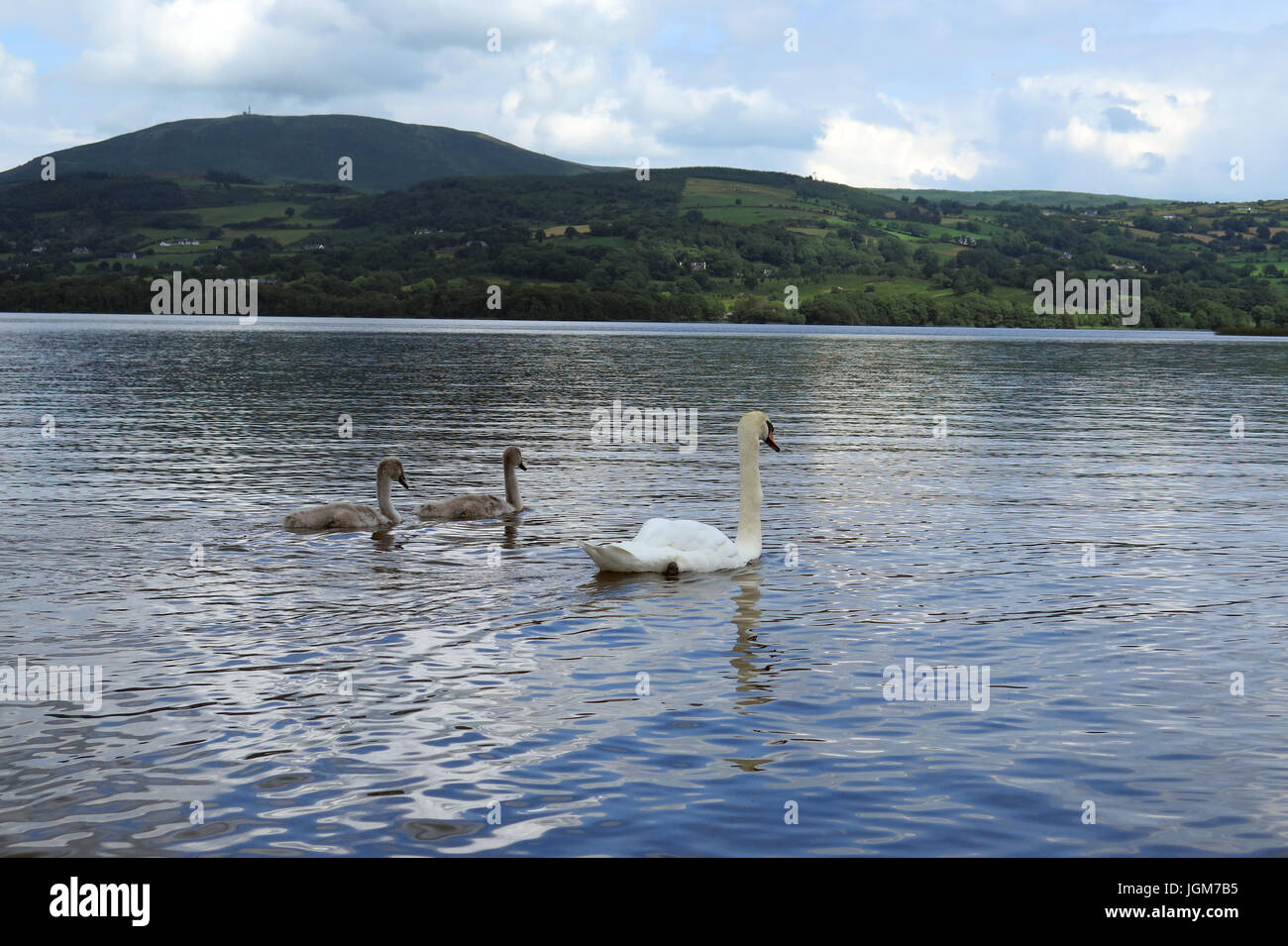 Les cygnes, faune, oiseaux de l'eau Banque D'Images Les cygnes, faune, oiseaux de l'eau Banque D'Images