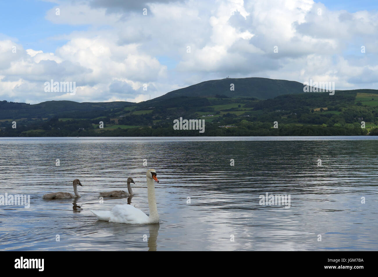 Les cygnes, faune, oiseaux de l'eau Banque D'Images Les cygnes, faune, oiseaux de l'eau Banque D'Images