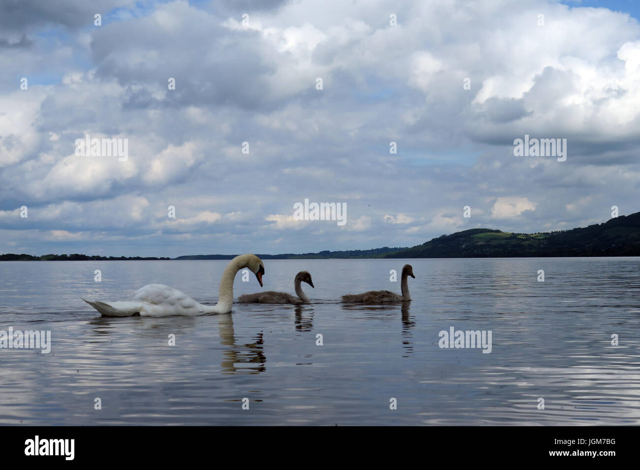 Les cygnes, faune, oiseaux de l'eau Banque D'Images Les cygnes, faune, oiseaux de l'eau Banque D'Images