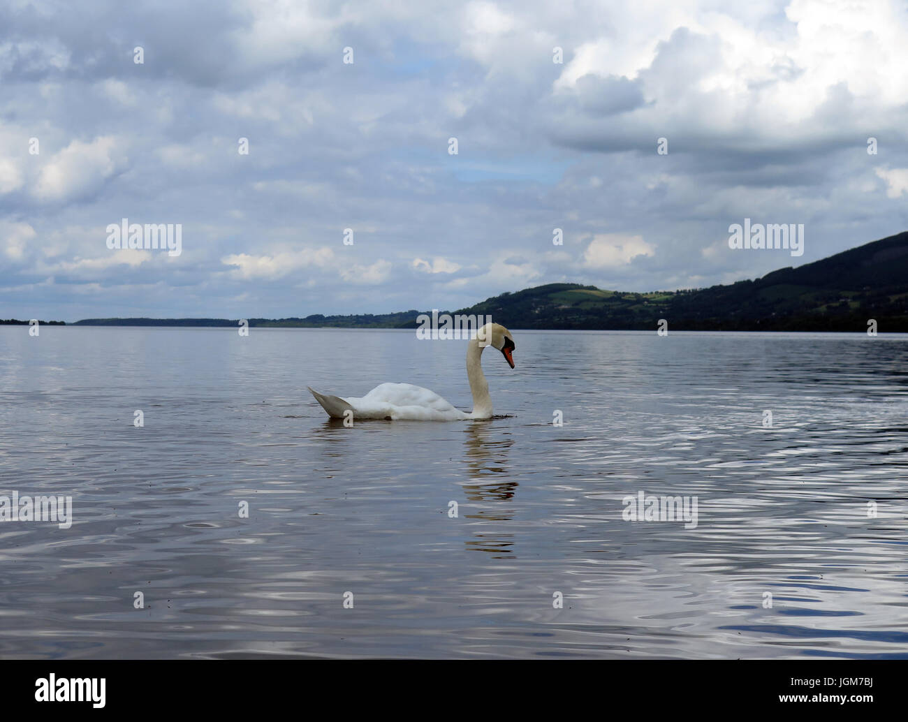 Les cygnes, faune, oiseaux de l'eau Banque D'Images Les cygnes, faune, oiseaux de l'eau Banque D'Images
