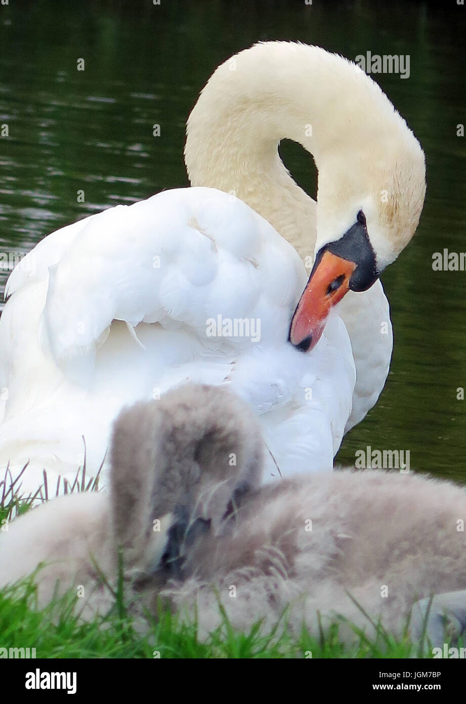 Les cygnes, faune, oiseaux de l'eau Banque D'Images Les cygnes, faune, oiseaux de l'eau Banque D'Images