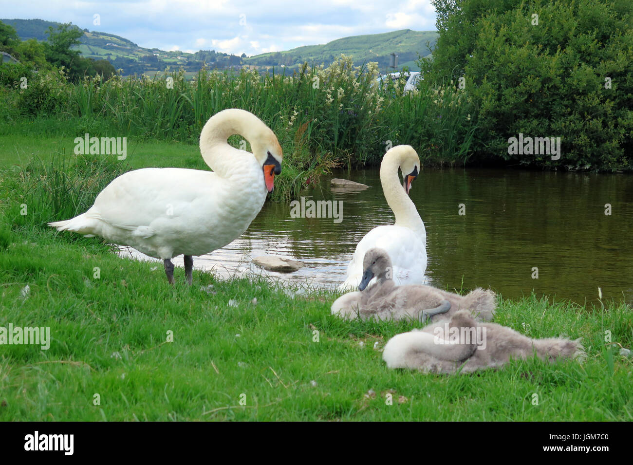 Les cygnes, faune, oiseaux de l'eau Banque D'Images Les cygnes, faune, oiseaux de l'eau Banque D'Images