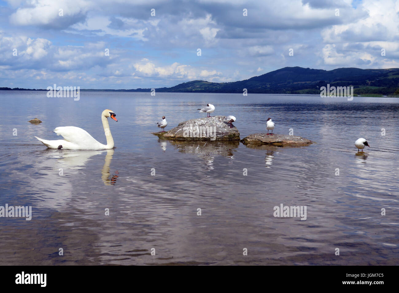 Les cygnes, faune, oiseaux de l'eau Banque D'Images Les cygnes, faune, oiseaux de l'eau Banque D'Images