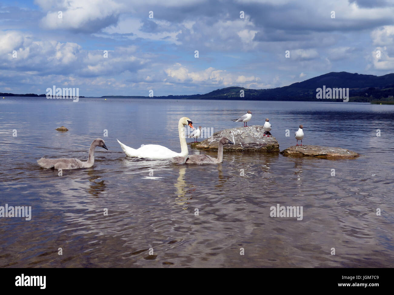 Les cygnes, faune, oiseaux de l'eau Banque D'Images Les cygnes, faune, oiseaux de l'eau Banque D'Images