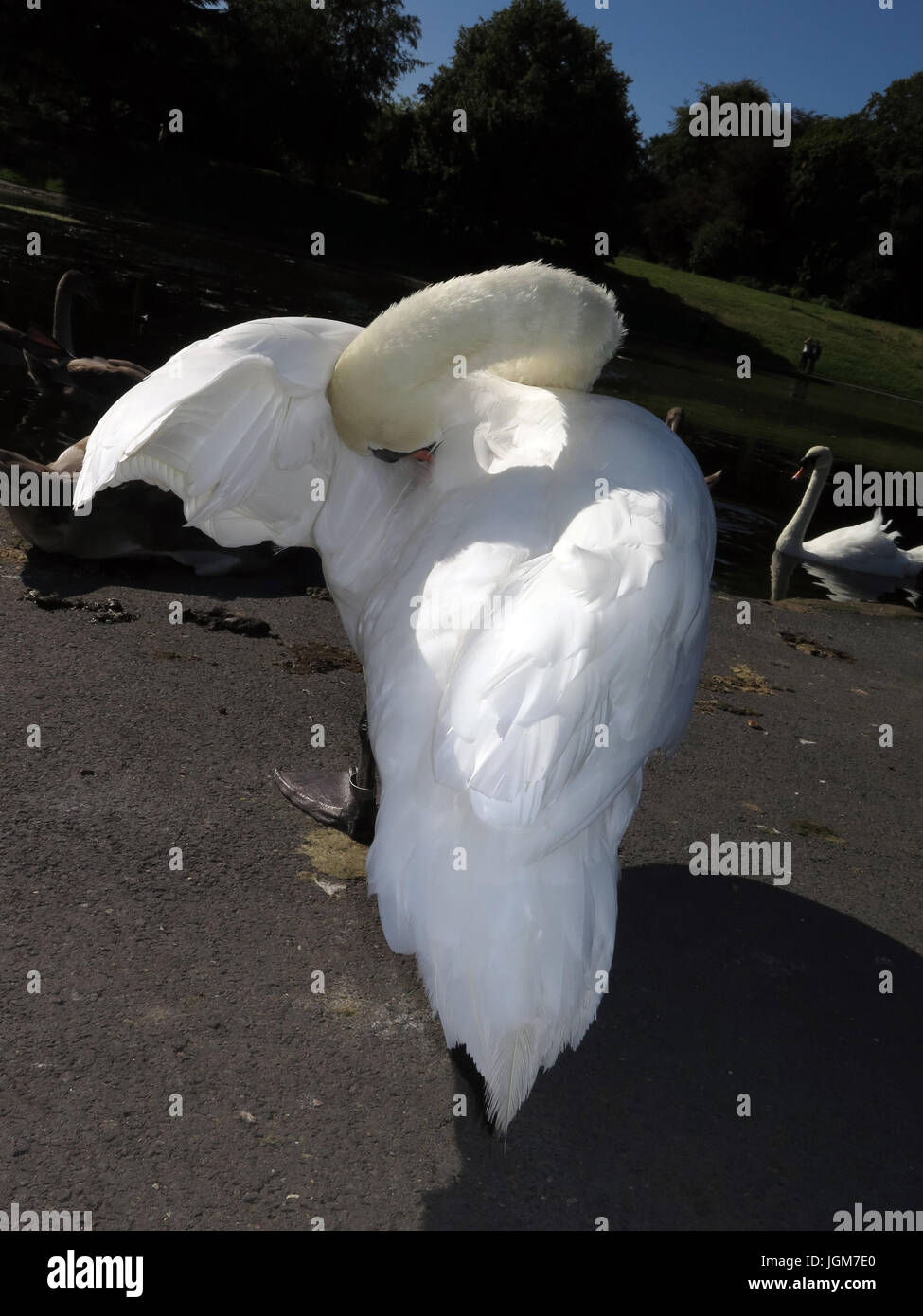 Les cygnes, faune, oiseaux de l'eau Banque D'Images