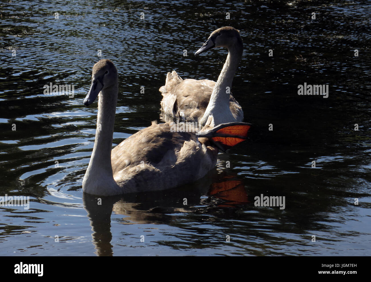 Les cygnes, faune, oiseaux de l'eau Banque D'Images Les cygnes, faune, oiseaux de l'eau Banque D'Images
