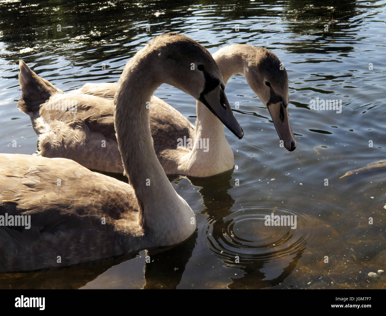 Les cygnes, faune, oiseaux de l'eau Banque D'Images