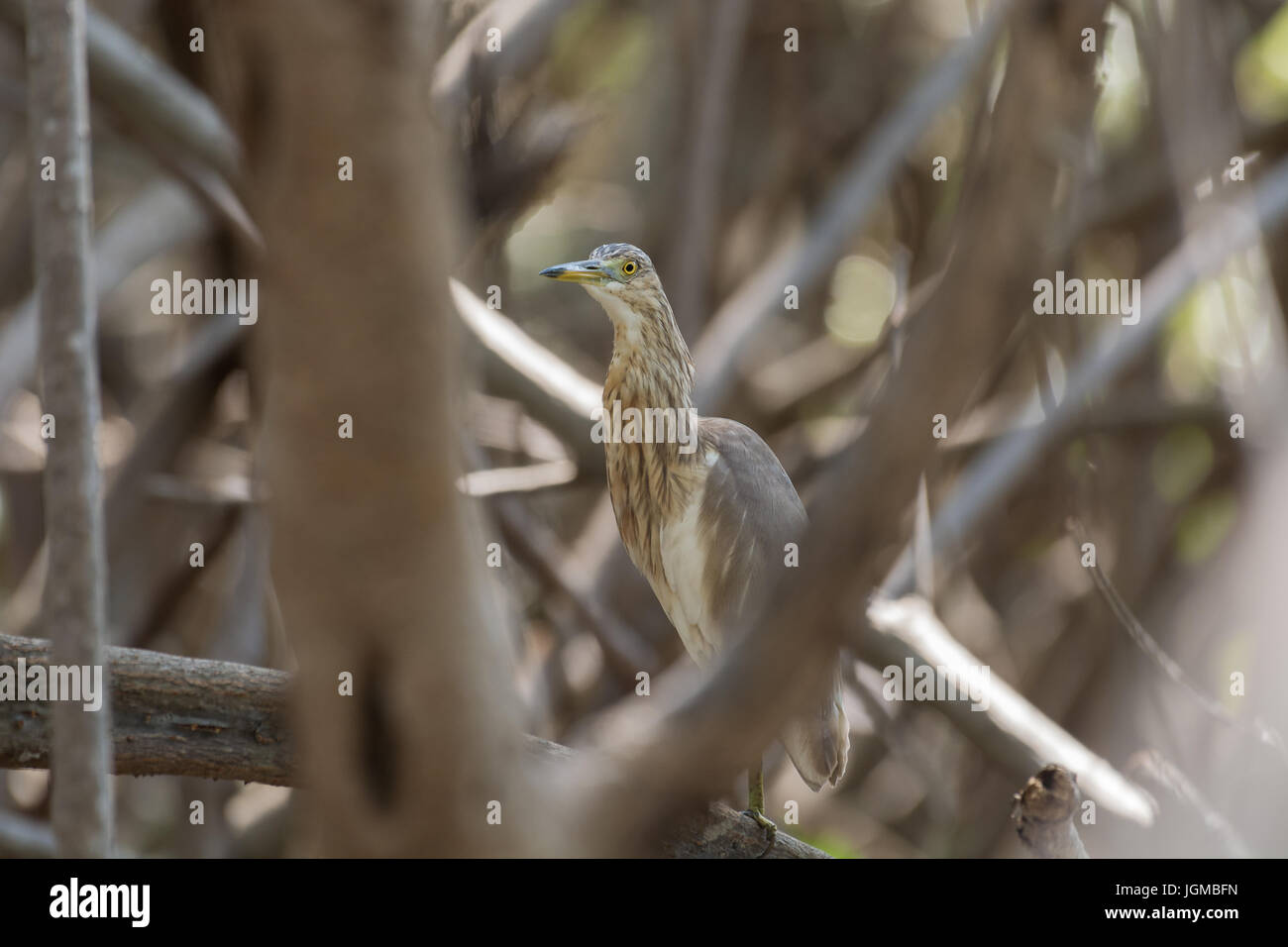 Crabier chinois Ardeola bacchus dans la mangrove. Banque D'Images