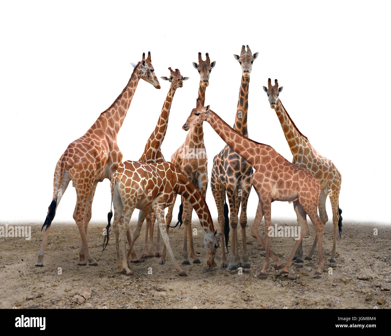 Groupe d'girafe debout sur le terrain Banque D'Images