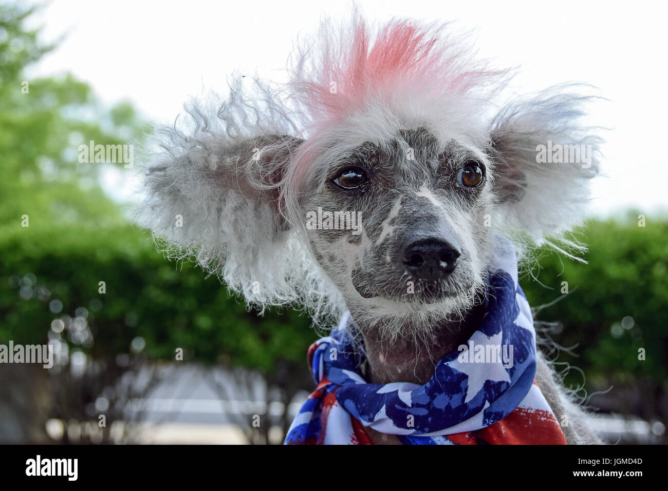 Chien Chinois à Crête drapeau patriotique sans poils avec écharpe rouge et  fourrure teint Photo Stock - Alamy