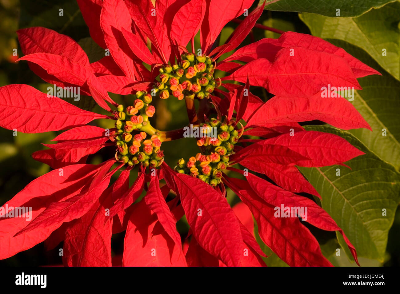 Poinsettia, Madère - Poinsettia, Madère, Weihnachtsstern Banque D'Images