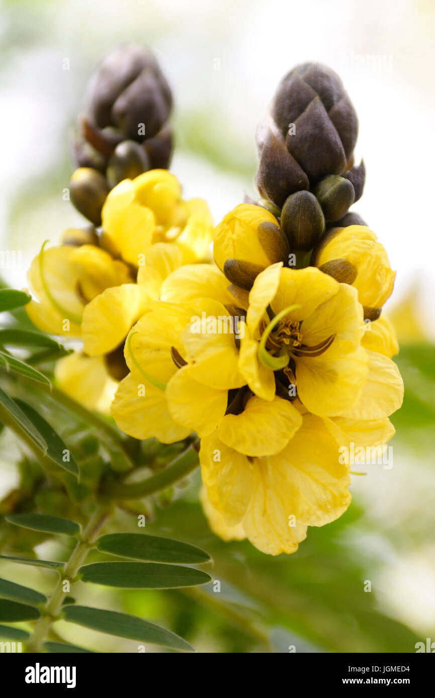 Erdnusskassie Popcorn-Kassie, Senna Didymobotrya, - Popcorn-Kassie, Senna Didymobotrya Banque D'Images