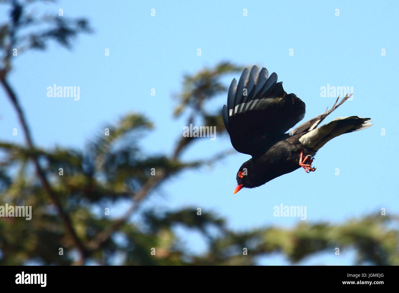 Retz's Red-billed Casque-migratrice, Prionops retzii, Leopard's Hill, Lusaka, Zambie Banque D'Images