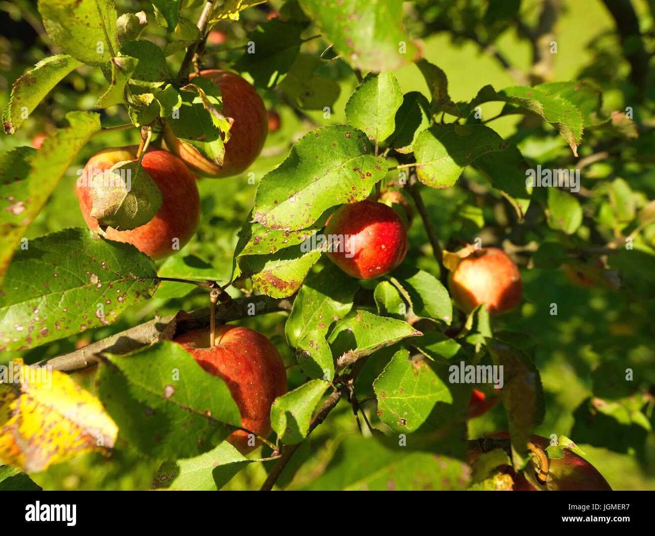 Pommes rouges accrocher sur un arbre - pommes rouges sur un arbre, Rote Äpfel auf einem Baum hängen - pommes rouges sur un arbre Banque D'Images